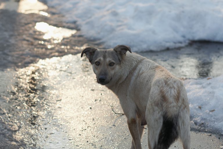 Experience the Urban Life in Romania